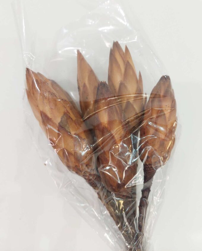 Dried Protea Bunch