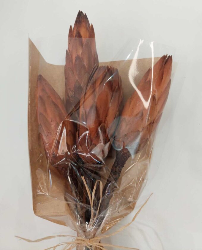 Dried Protea Bunch