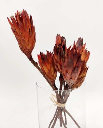 Dried Protea Bunch