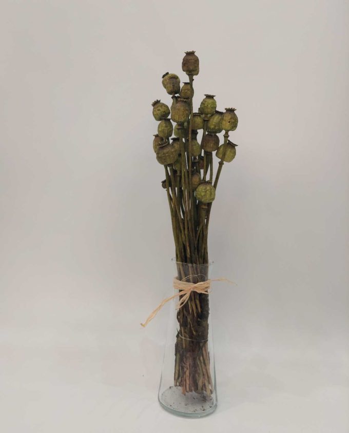 Dried Green Papaver Bunch