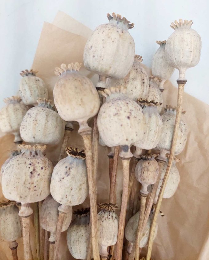 Bunch Natural Dried Papaver Tulip