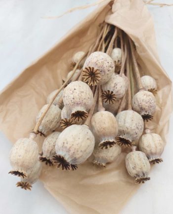 Bunch Natural Dried Papaver Tulip