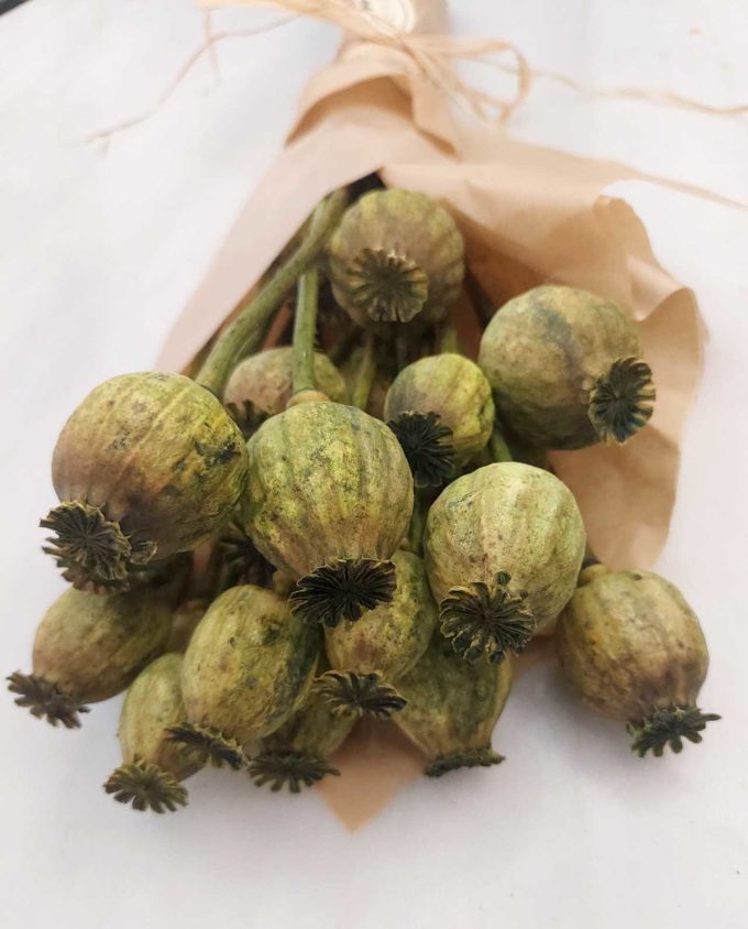 Dried Green Papaver Bunch