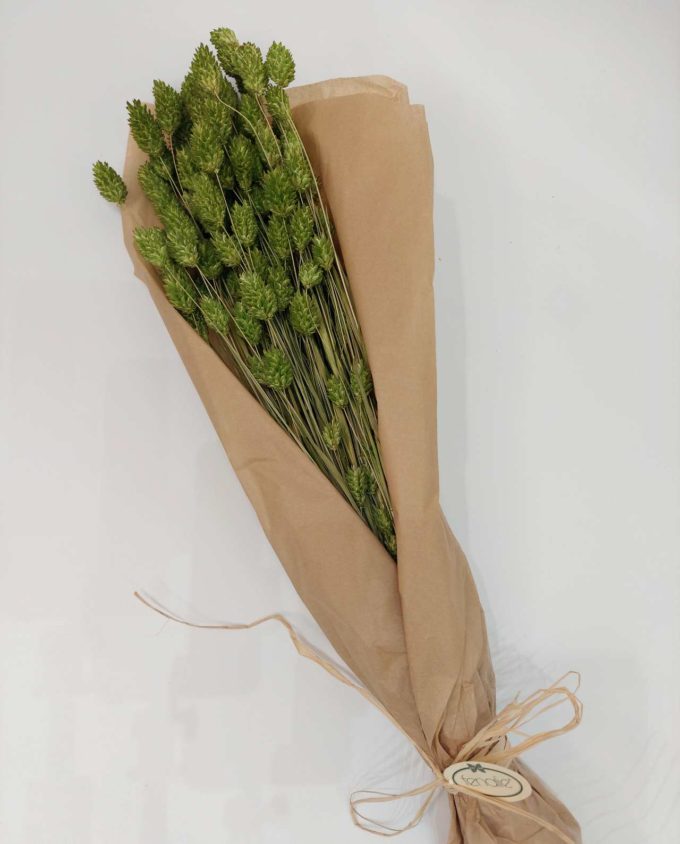 Dried Green Phalaris Bunch