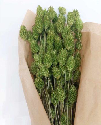 Dried Green Phalaris Bunch