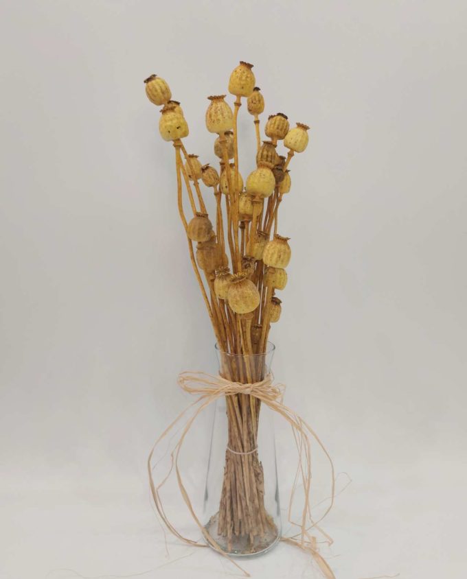 Dried Papaver bunch on glass vase