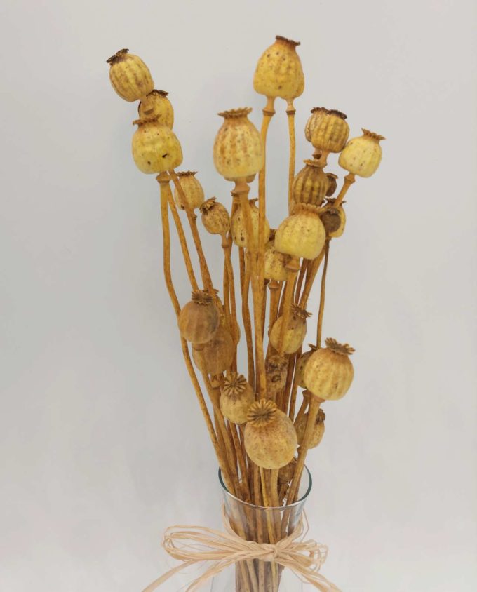 Dried Papaver bunch on glass vase