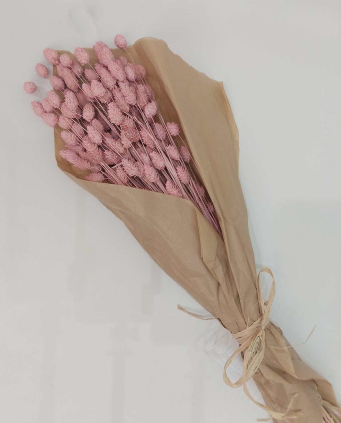 Dried Pink Phalaris Bunch