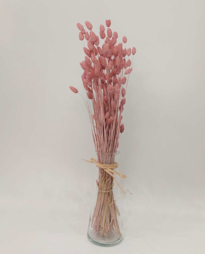 Dried Pink Phalaris Bunch on glass vase