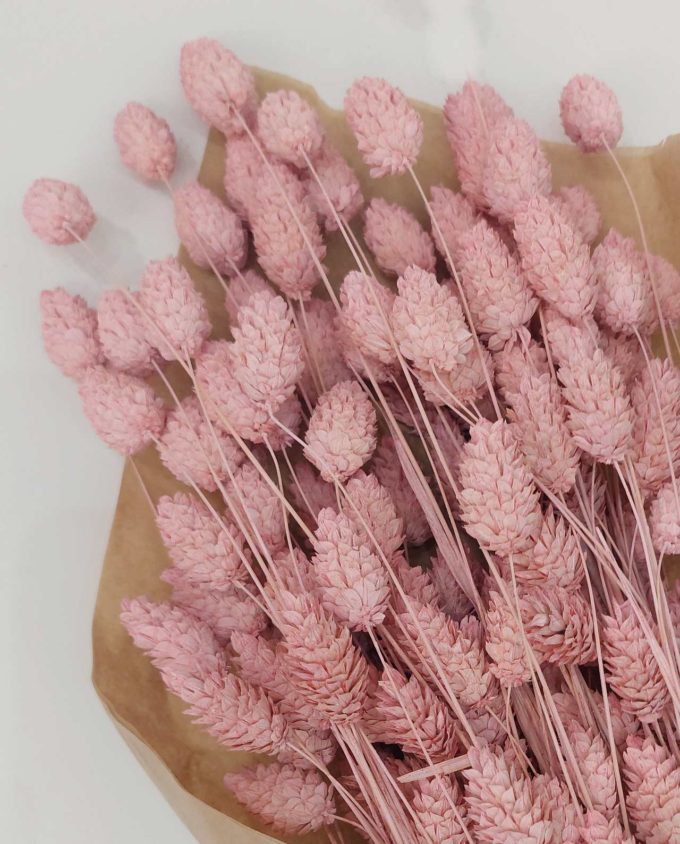 Dried Pink Phalaris Bunch