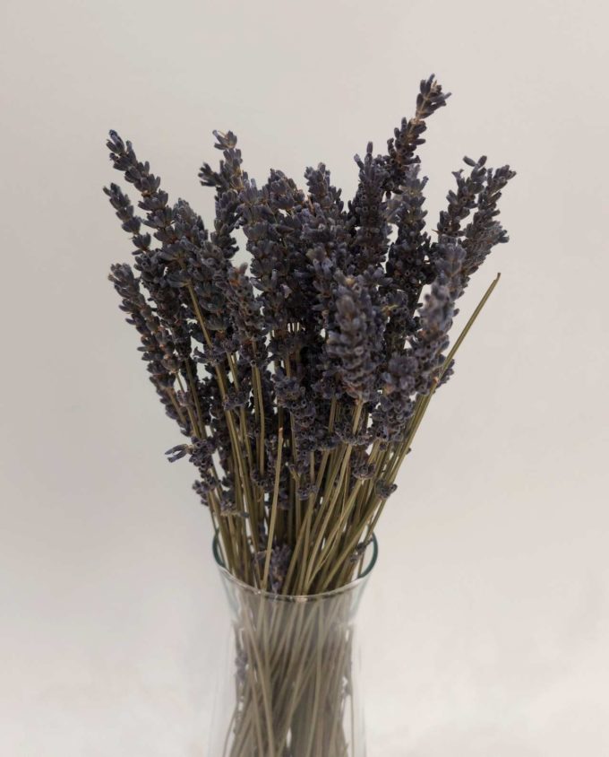 Dried Natural lavander