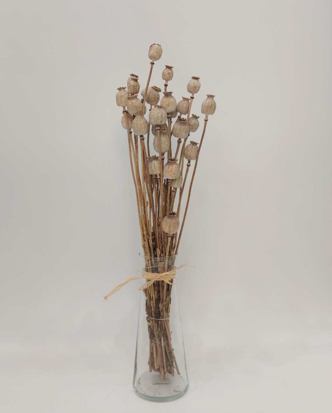 Dried Natural Papaver Bunch