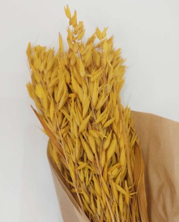 Dried Yellow Oats Bunch