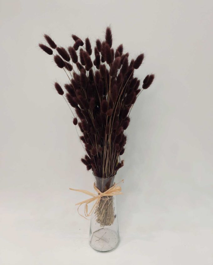 Dried Brown Lagurus Bunch
