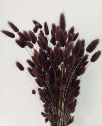 Dried Brown Lagurus Bunch