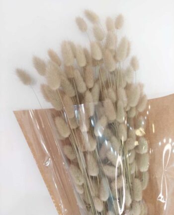 Dried Natural Lagurus Bunch