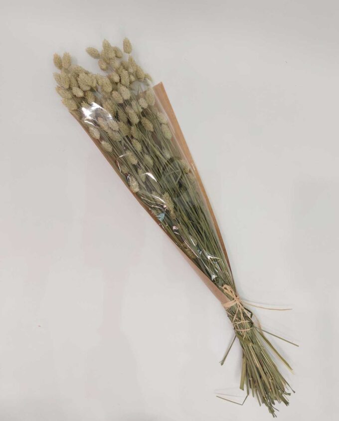 Dried Natural Phalaris Bunch