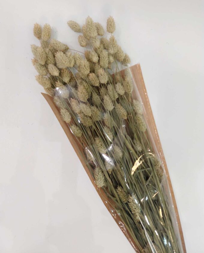 Dried Natural Phalaris Bunch