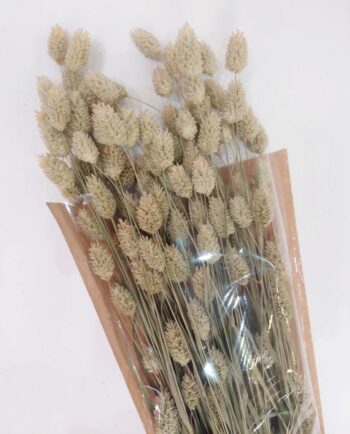 Dried Natural Phalaris Bunch