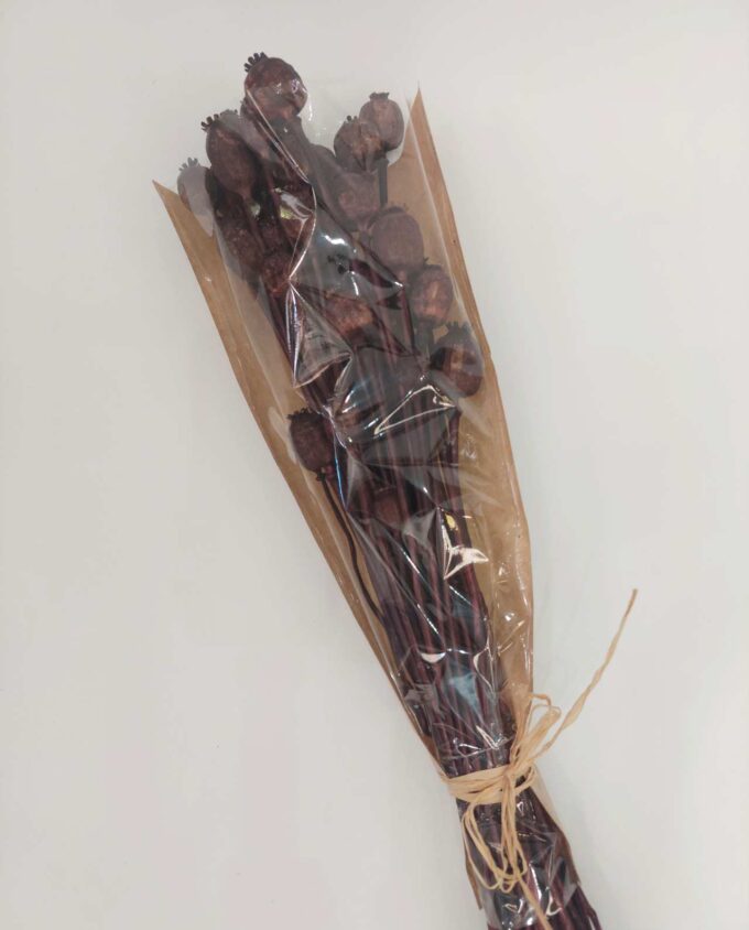 Dried Brown Papaver Bunch