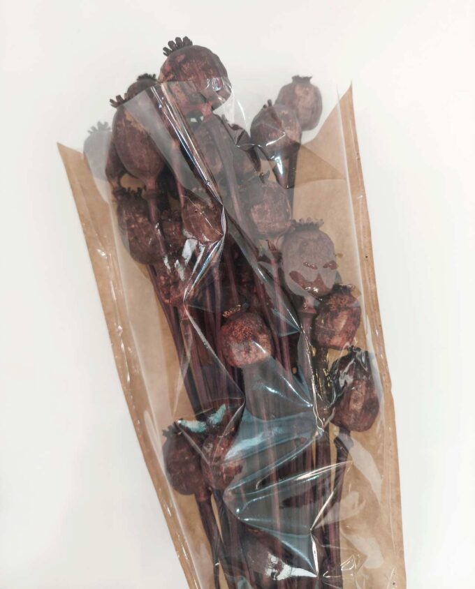 Dried Brown Papaver Bunch