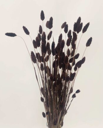 Dried Brown Phalaris Bunch