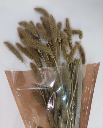 Dried Natural Setaria Bunch