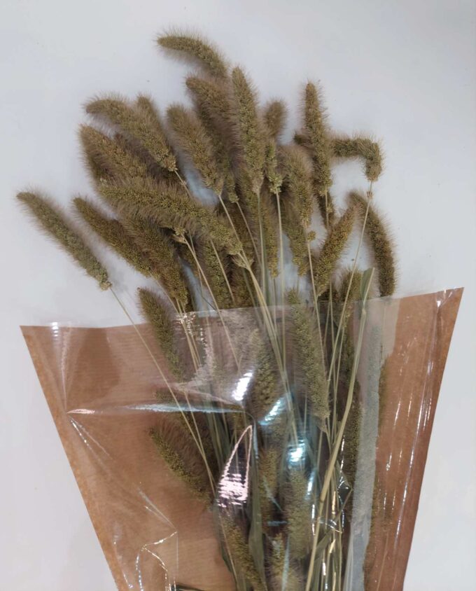 Dried Natural Setaria Bunch