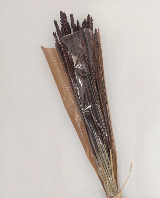 Dried Brown Wheat Bunch
