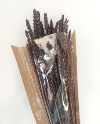 Dried Brown Wheat Bunch