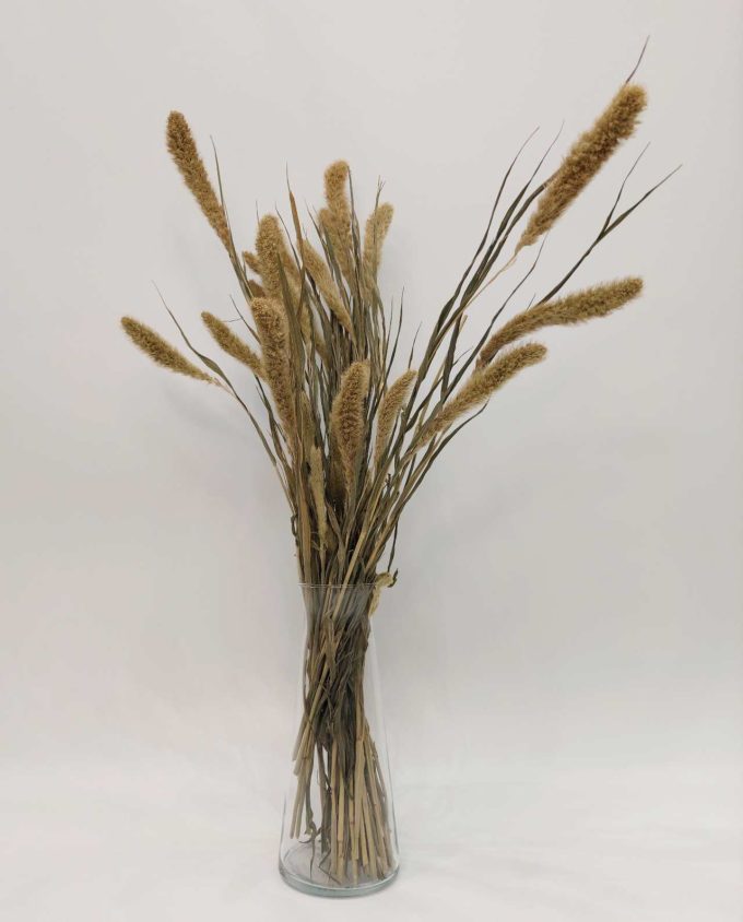 Dried Natural Setaria Bunch