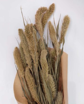 Dried Natural Setaria Bunch