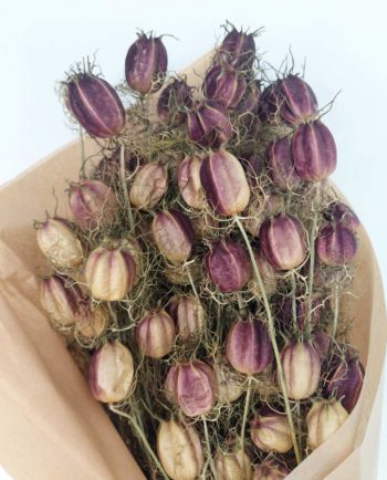 Dried Nigella Natural Purple Bunch