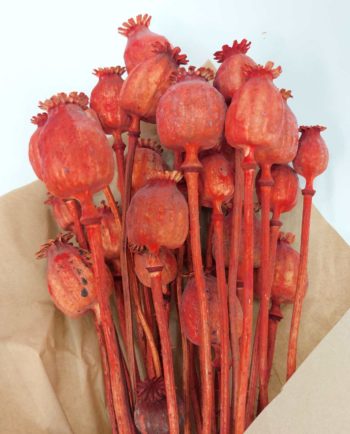 Dried Orange Papaver Bunch