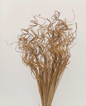 Dried Natural Ting-Ting Bunch