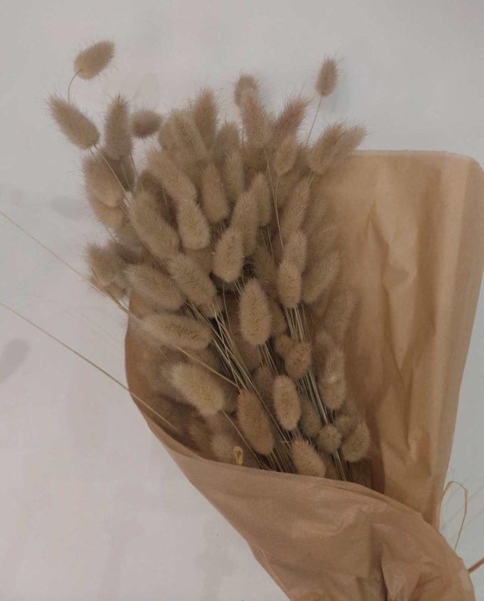 Dried flowers lagurus natural color