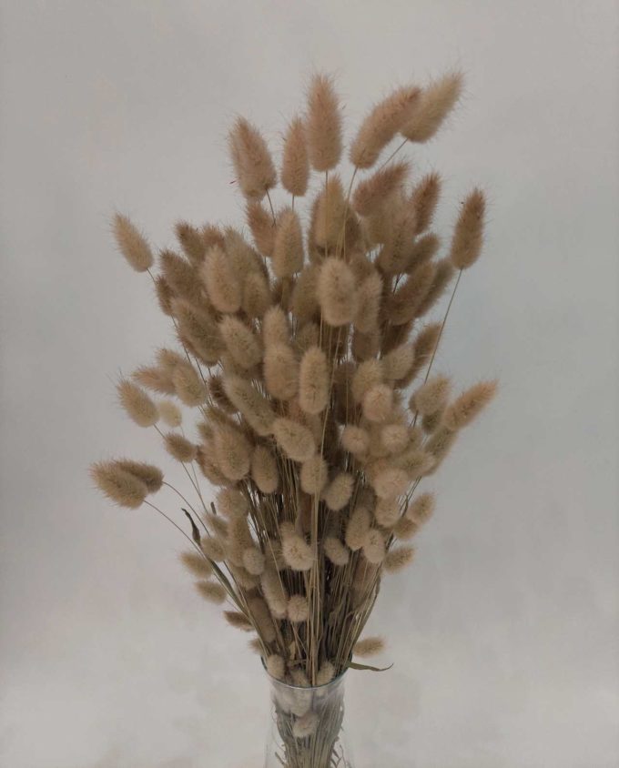 Dried flowers lagurus natural color