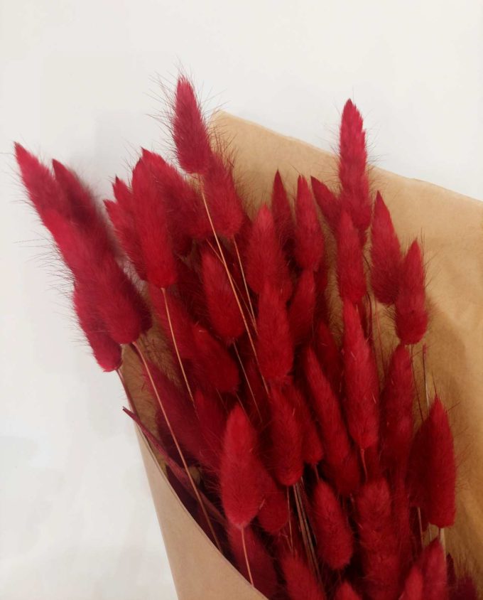 Dried Red Lagurus Bunch