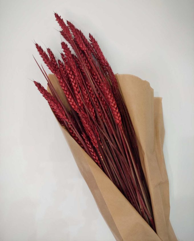 Dried Red Wheat Bunch