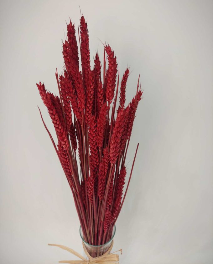 Dried Red Wheat Bunch