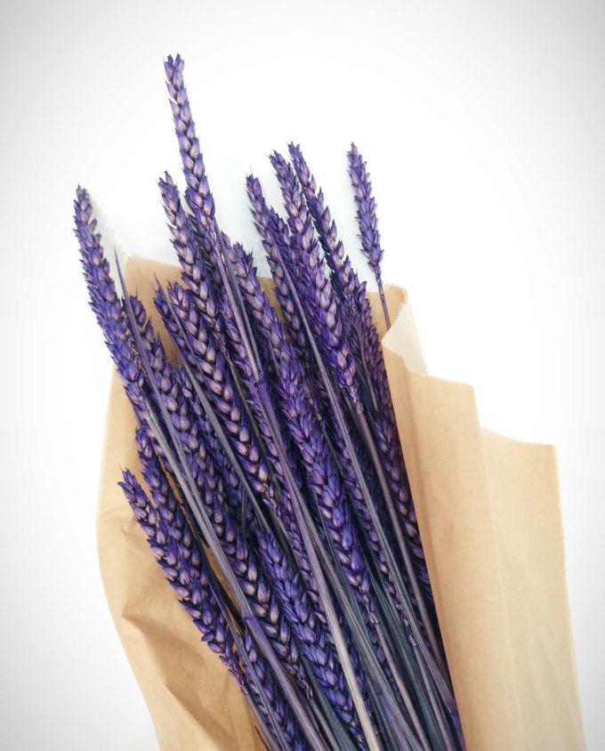 Dried Purple Wheat Bunch