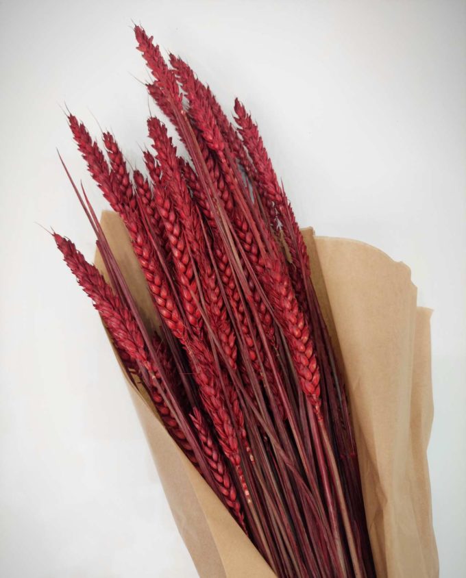 Dried Red Wheat Bunch