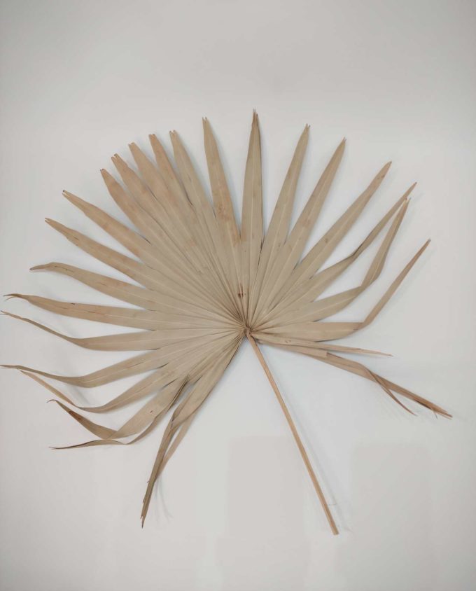 Dried Natural Palmspear XL 2 Pieces