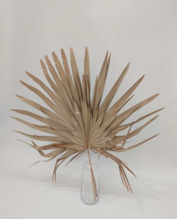 Dried Natural Palmspear XL 2 Pieces
