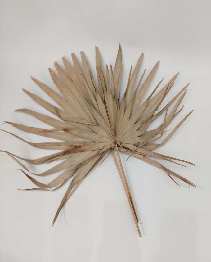 Dried Natural Palmspear XL 2 Pieces