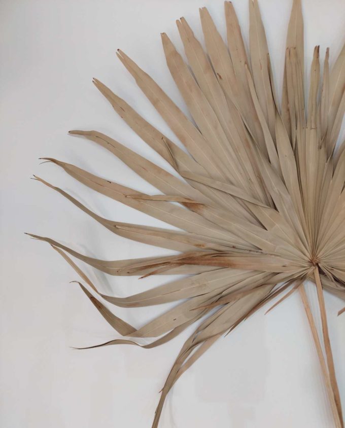 Dried Natural Palmspear XL 2 Pieces