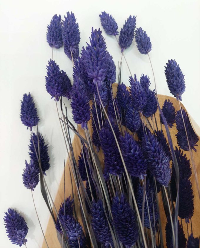 Dried Purple Phalaris Bunch