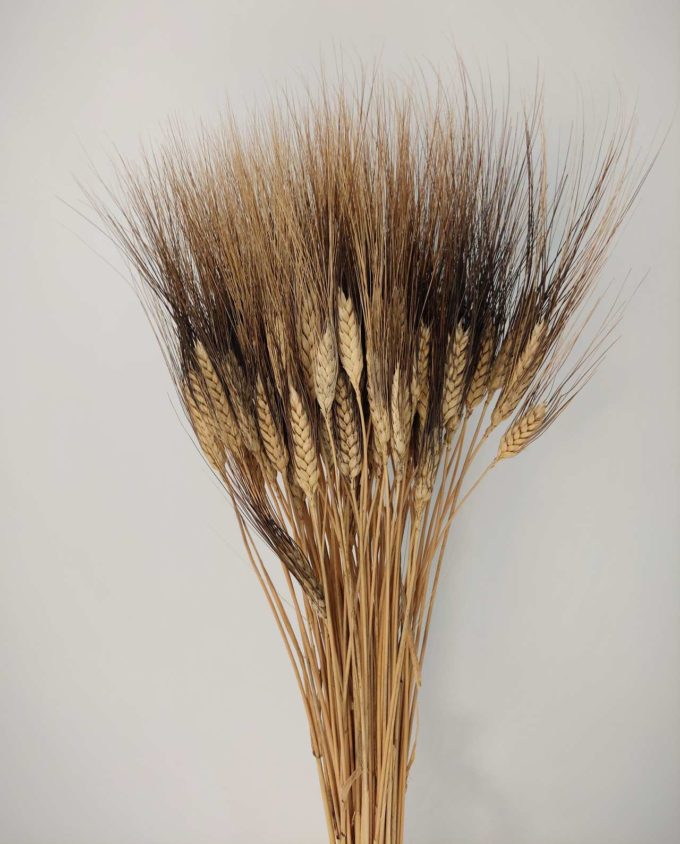 Dried Natural Durum Wheat Bunch