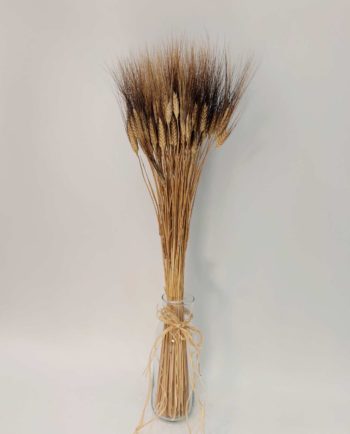 Dried Natural Durum Wheat Bunch