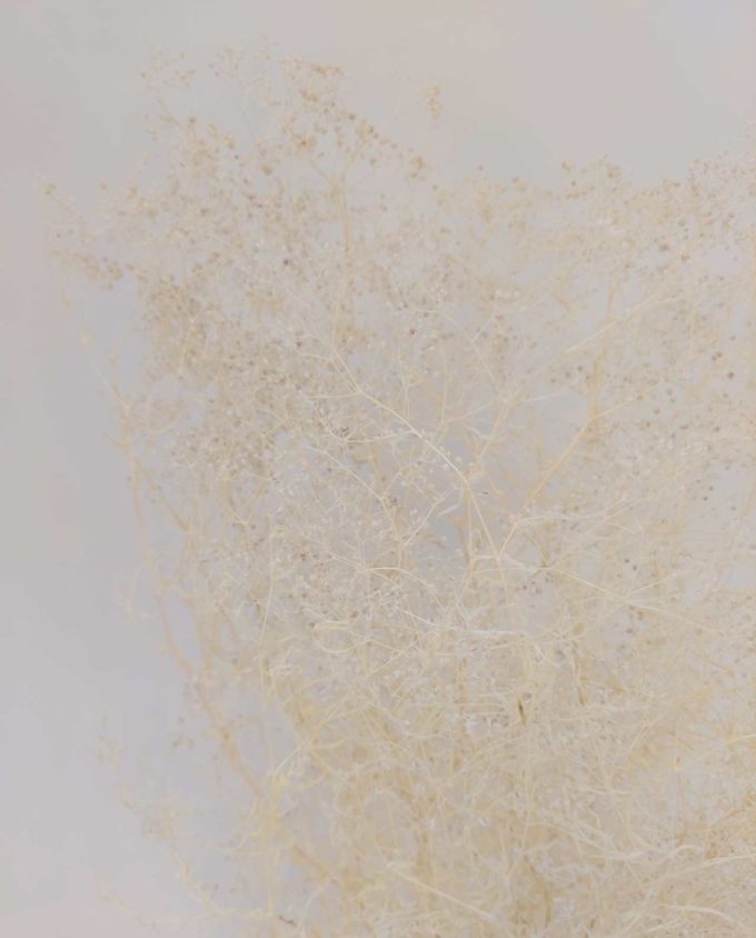 Dried White Gypsophila Bunch